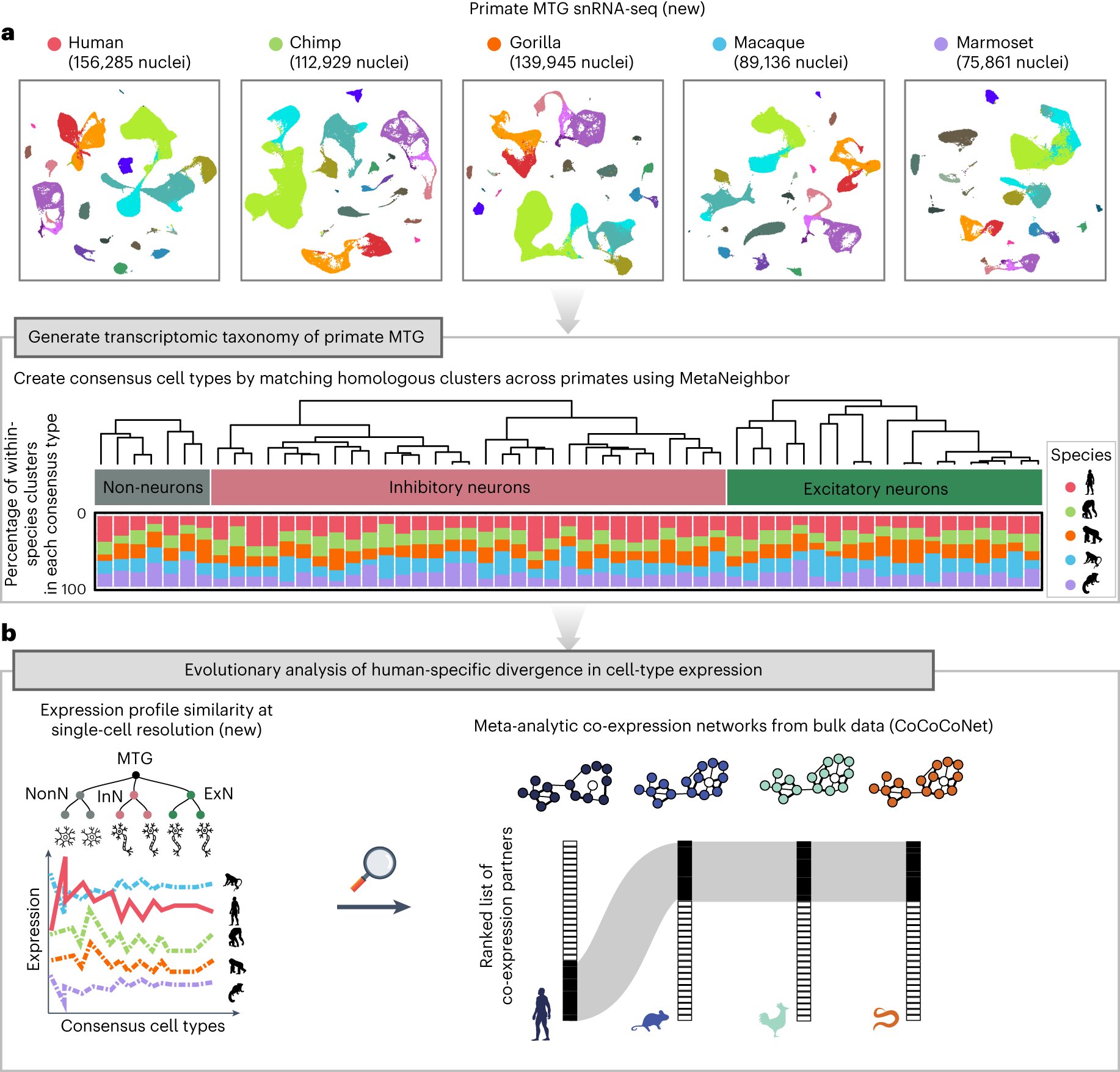 Featured image for "Unveiling the Genetic Factors that Distinguish Human Cognitive Abilities from Other Primates"