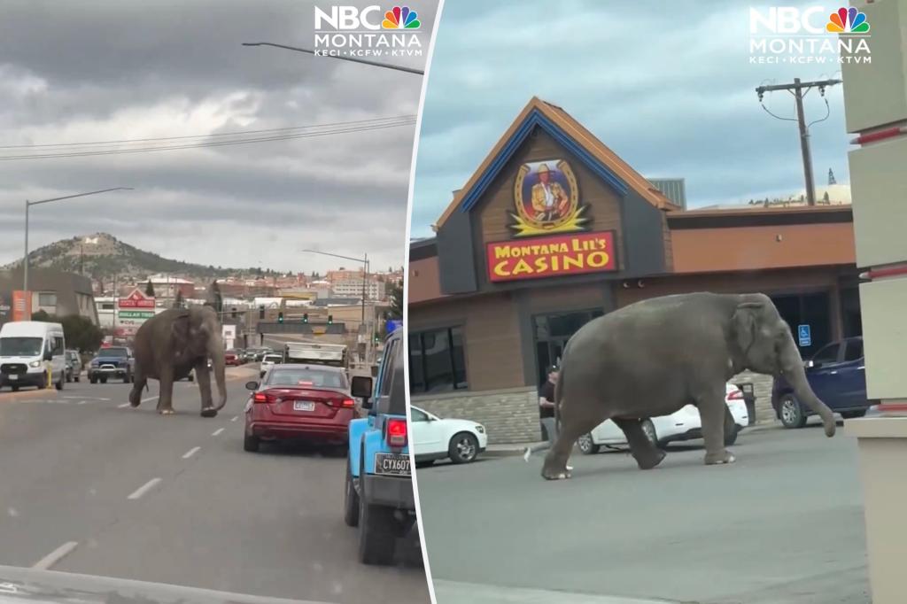 Featured image for Rampaging Circus Elephant Roams Montana City Streets