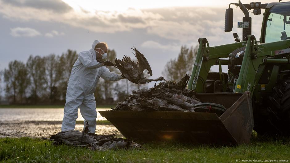 Featured image for Europe Faces Bird Flu Crisis with Mass Culls and Rising Alerts