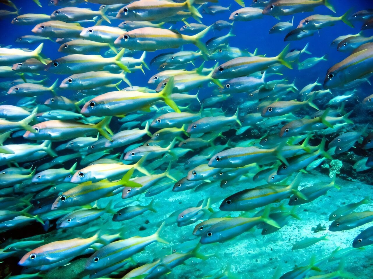 Featured image for Microbial Alchemy: The Creation of Toxic Methylmercury