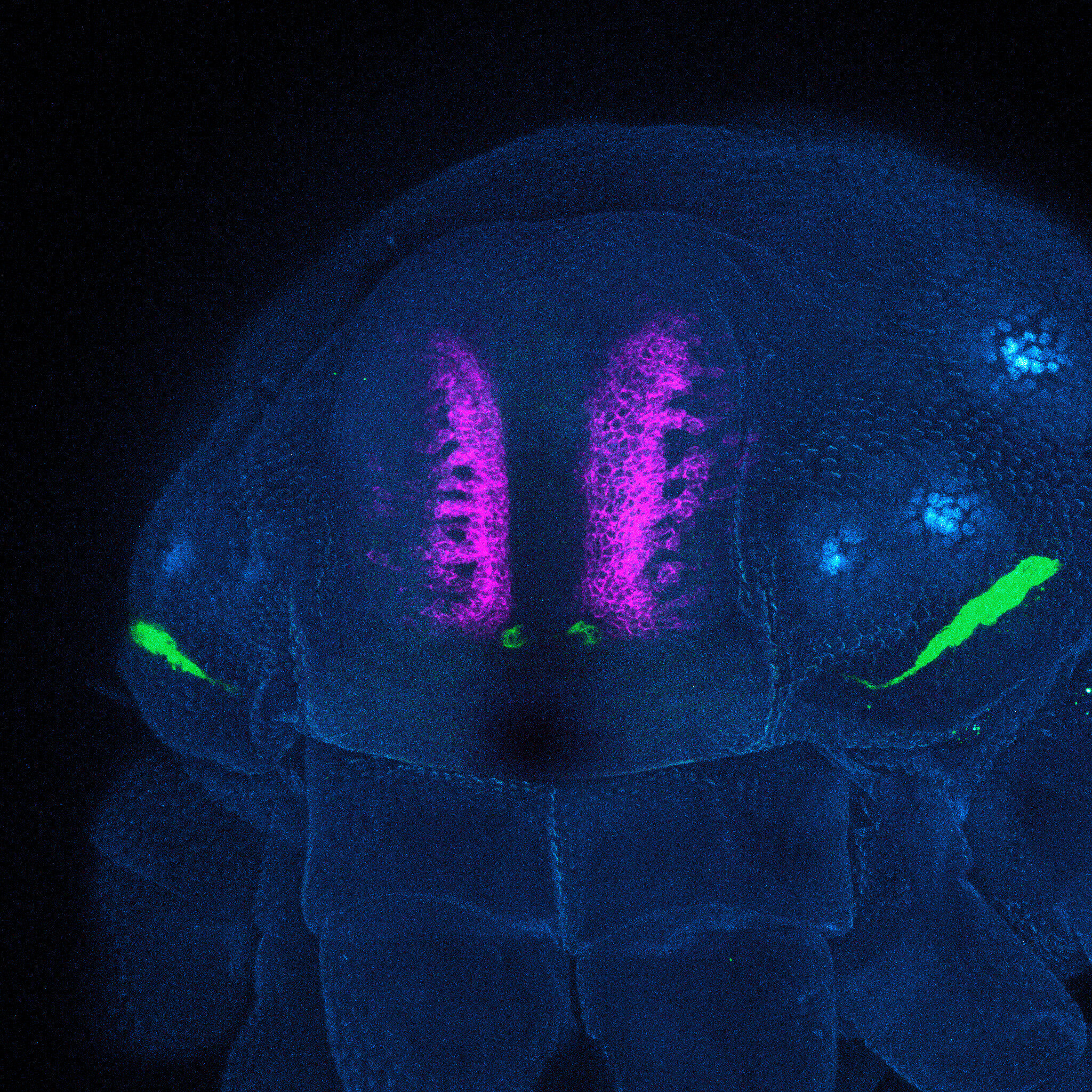 Featured image for "Unprecedented Discovery: Massive Black Hole Binary Defies Merger"
