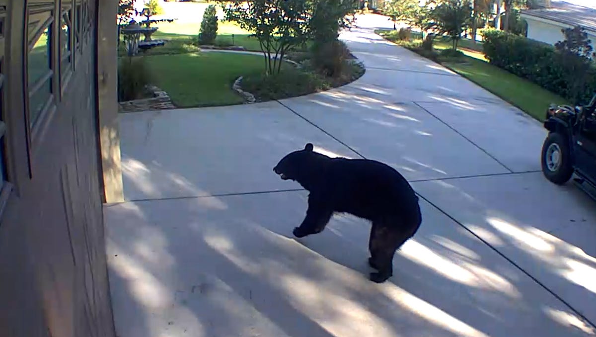 "Florida's Tripod Bear Breaks into Fridge, Quenches Thirst with White Claws"