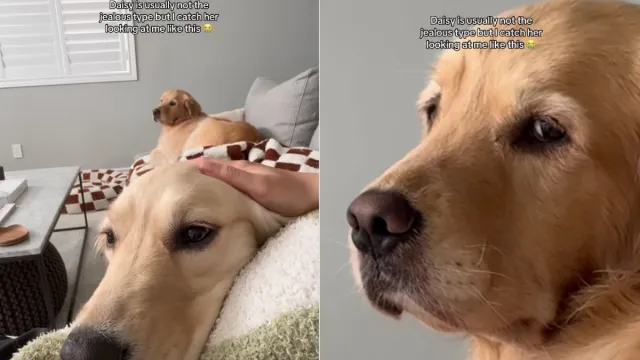 Featured image for Jealous Golden Retriever Gives Side Eye When Mom Pets Sibling