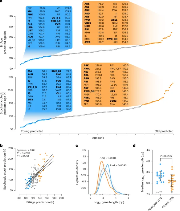 Neuron-type aging clocks map vulnerability and unveil neuroprotective drug candidates