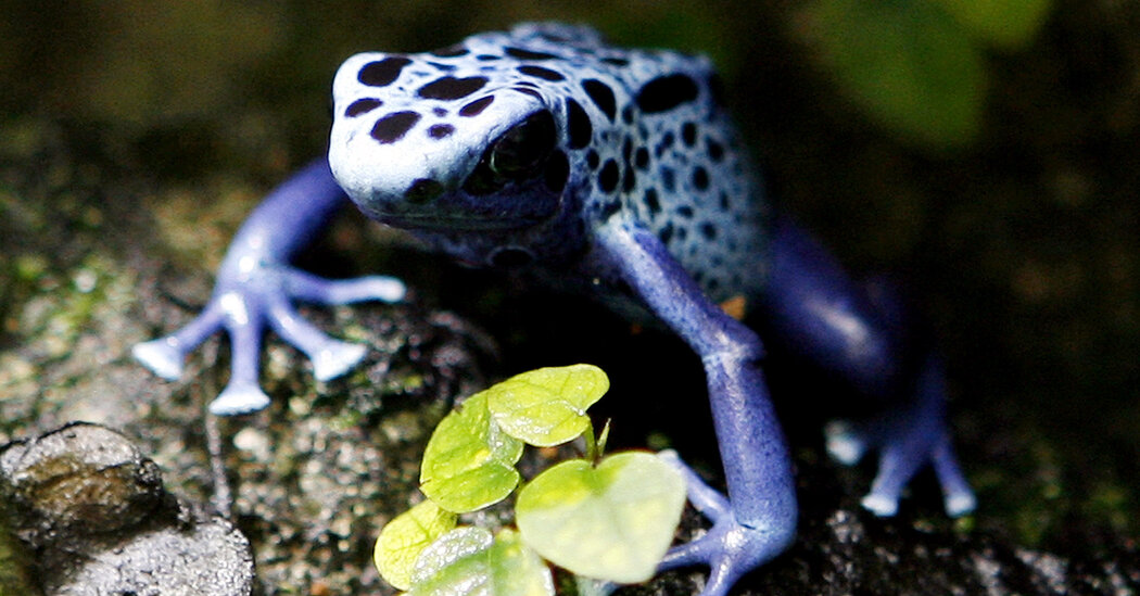 Featured image for "The Mysterious Behavior of Poison Frogs: Unraveling the Enigma"