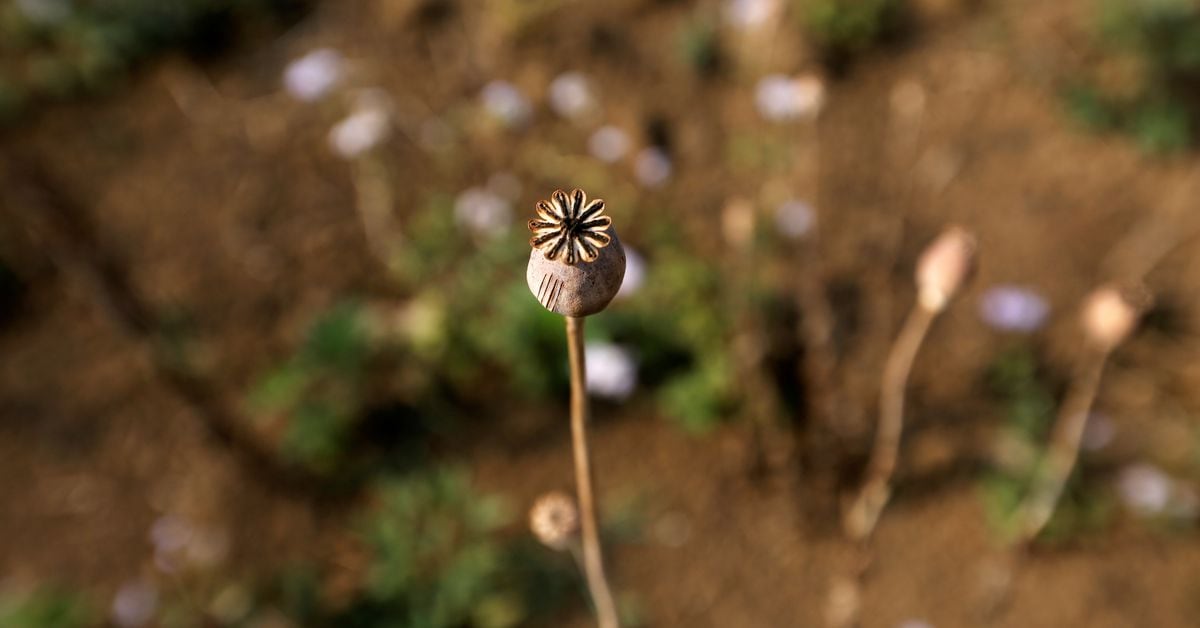 Featured image for Myanmar Surpasses Afghanistan as World's Top Opium Producer: UNODC