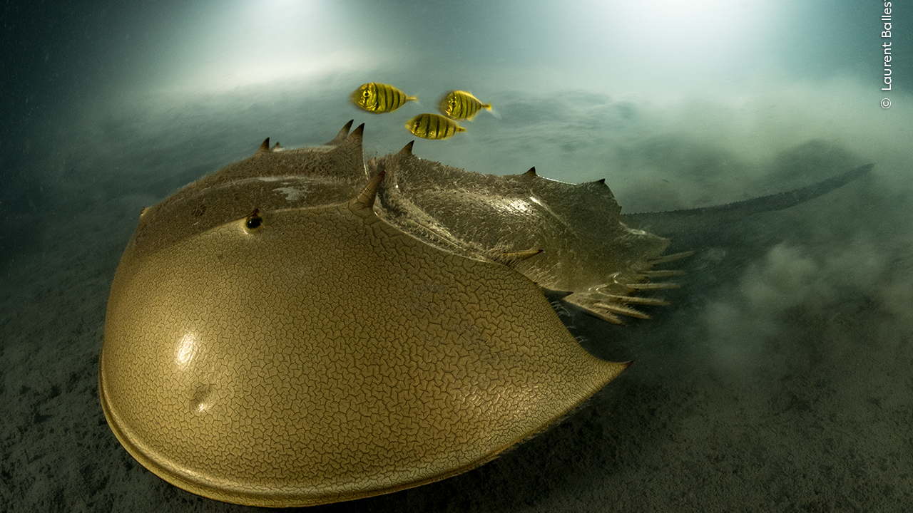 "2023 Wildlife Photographer of the Year: Captivating Images of Nature's Wonders"
