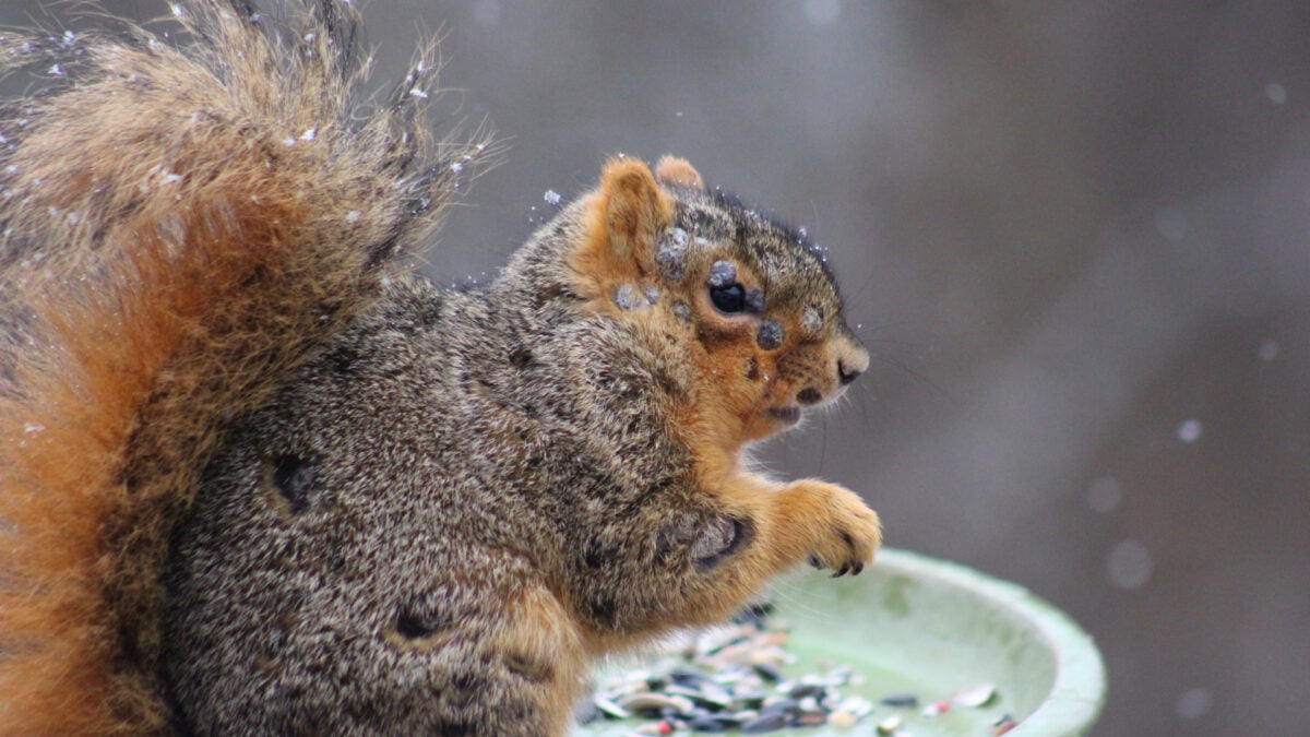 Featured image for Viral Outbreak Turns Squirrels into 'Zombie' Creatures in US Backyards