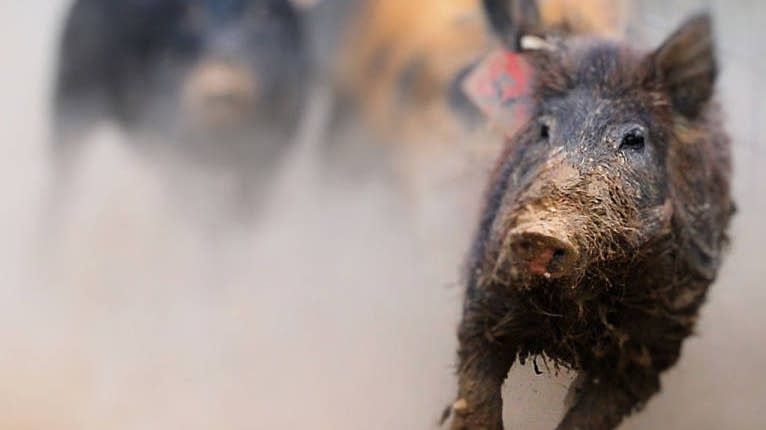 "Midwest States Prepare for Feral Pig and Wolf Management Challenges"