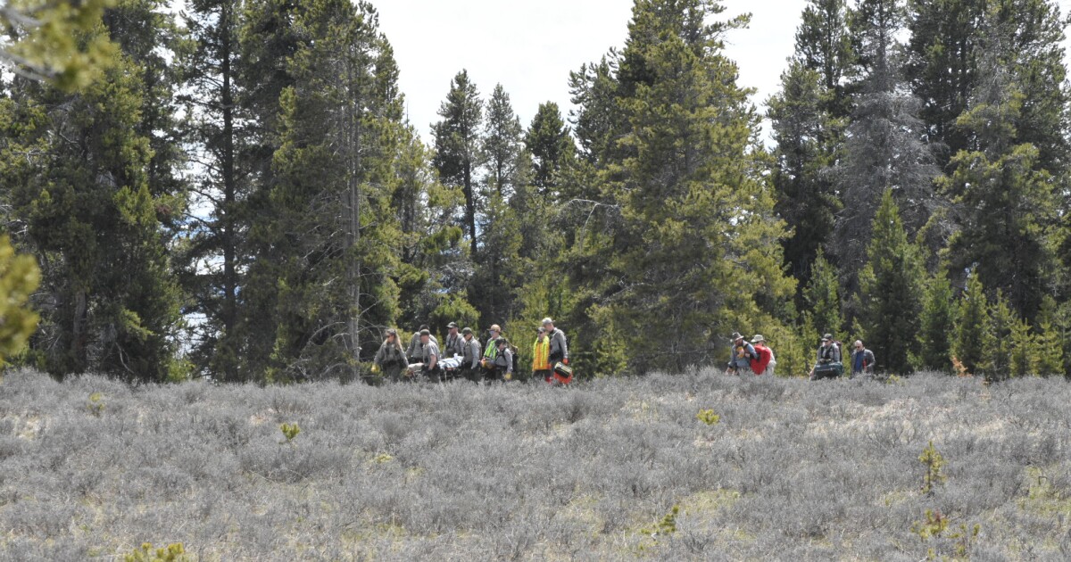 Featured image for 83-Year-Old Woman Gored by Bison at Yellowstone