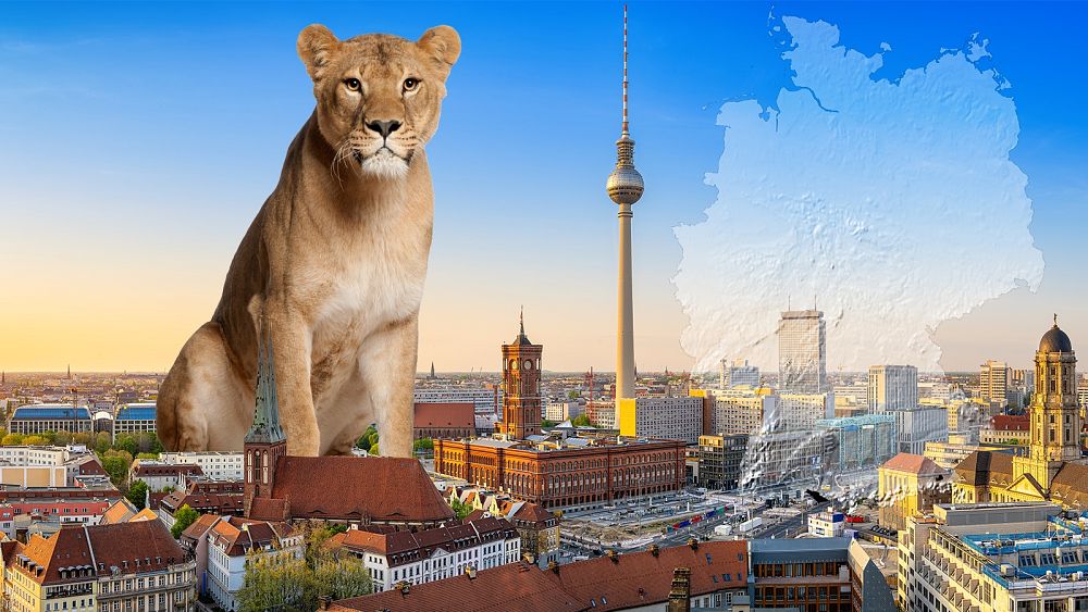 Featured image for Berlin on High Alert: Lioness Loose in the City Sparks Panic and Massive Search