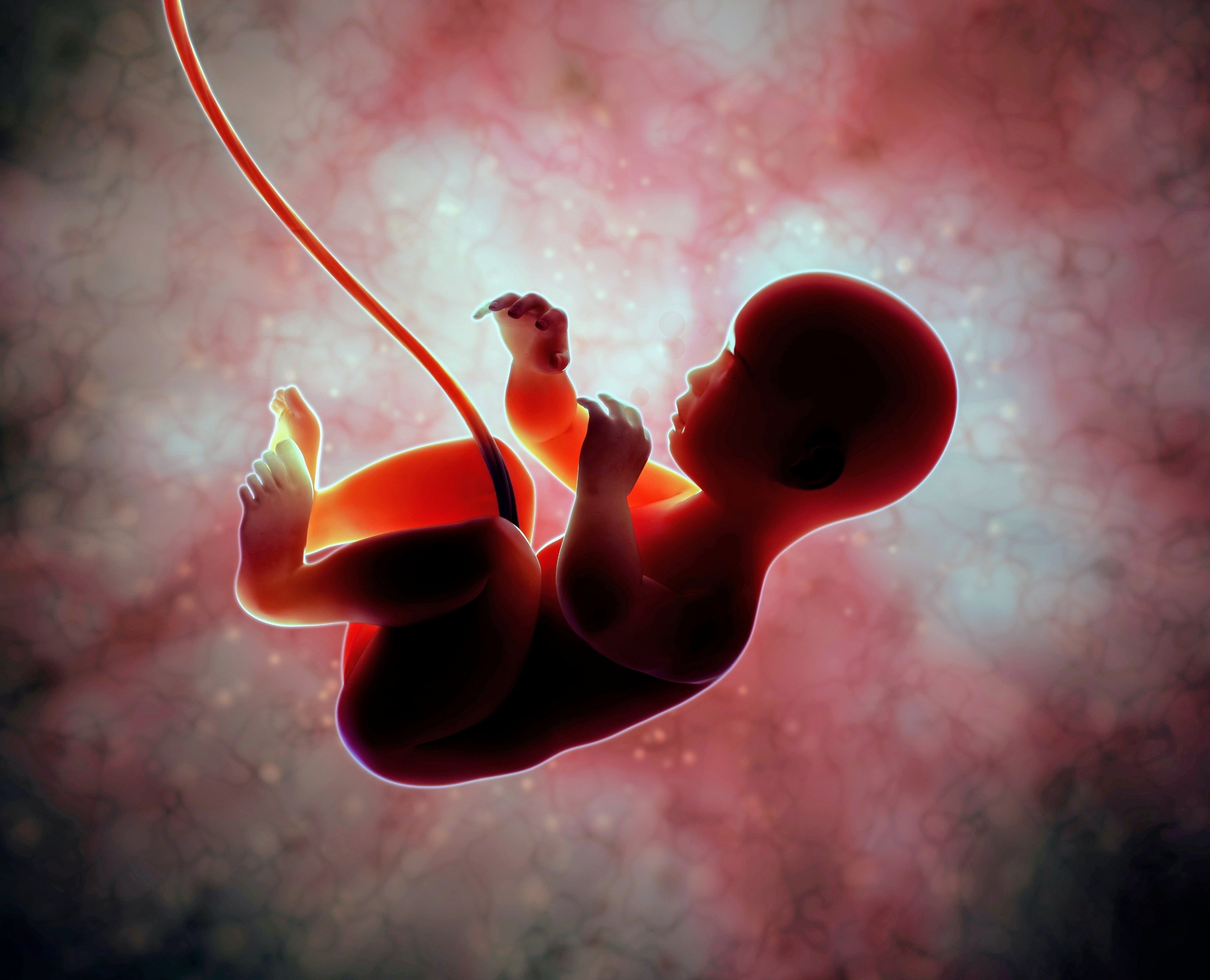 Featured image for Placental hormones may have fueled human brain evolution