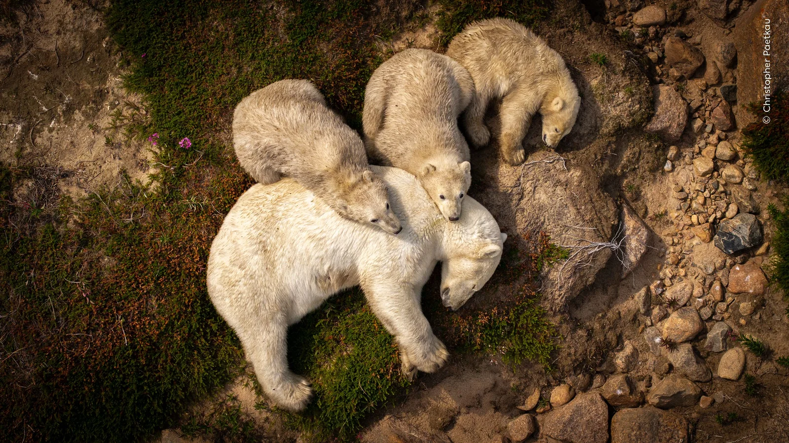 Mud Nap Moment: Polar Bear Family Rests Amid Summer Heat Along Hudson Bay