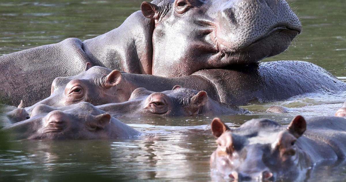 Featured image for Colombia's Battle to Control Escobar's Descendant Hippos