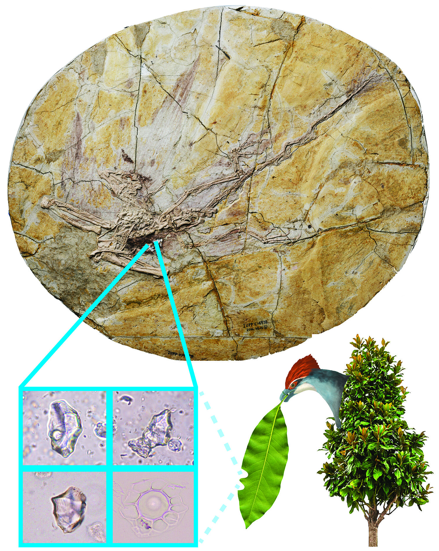 Featured image for Ancient Fossil Unveils Leaf-Eating Habits of Early Birds
