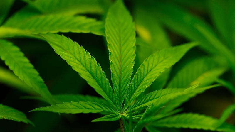 Featured image for Trump poised to reclassify marijuana, potentially transforming policy and markets