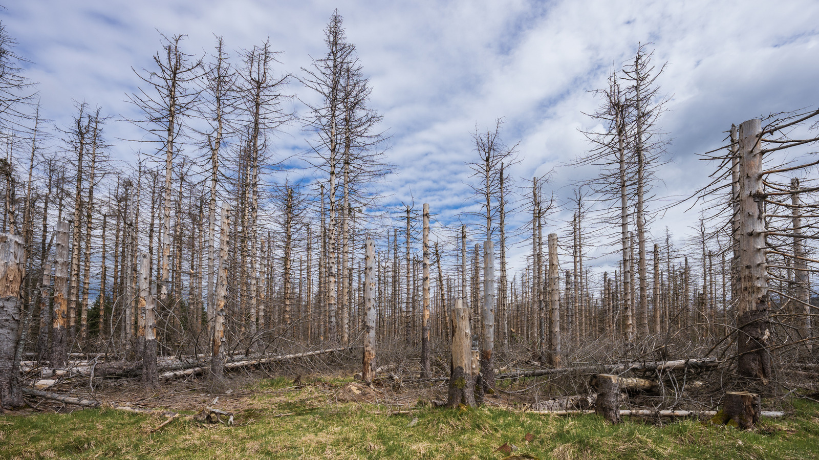 Featured image for The Decline of Acid Rain: Why It No Longer Makes Headlines