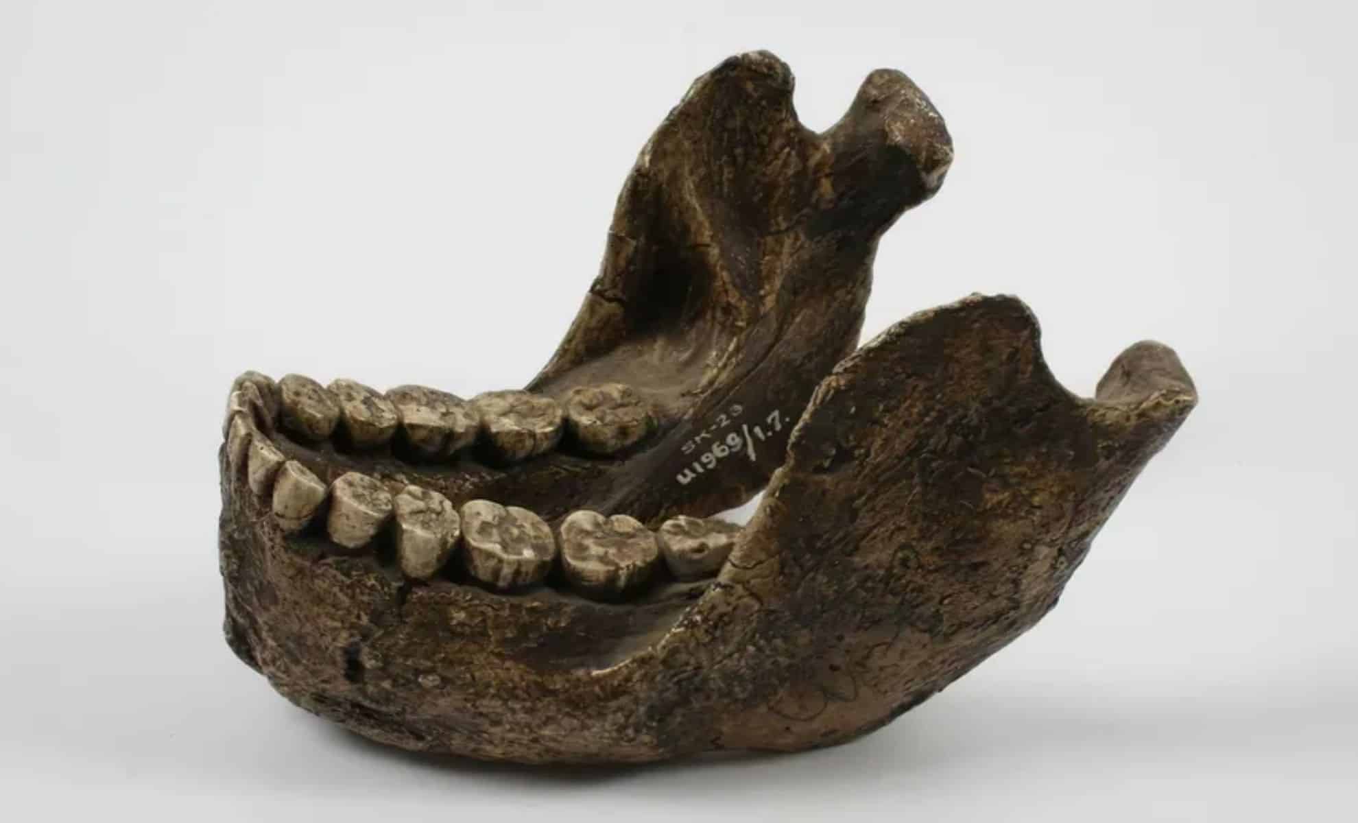 Featured image for Ancient 2.2-Million-Year-Old Teeth Uncover New Human Ancestor