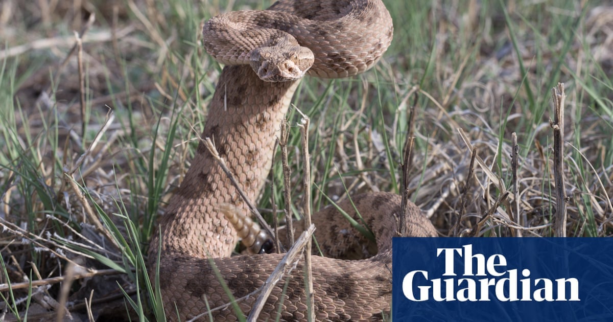 Featured image for Live Webcam Streams 2,000 Rattlesnakes in Colorado 'Mega-Den'