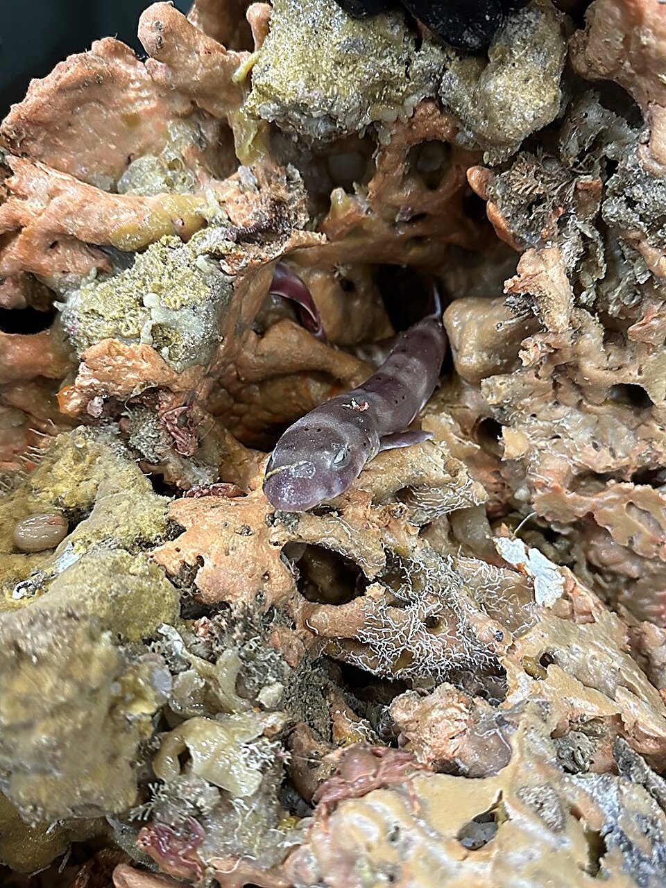 Featured image for Hidden Sharks: Surprising Discovery of Sand Catsharks Living Inside Sea Sponges