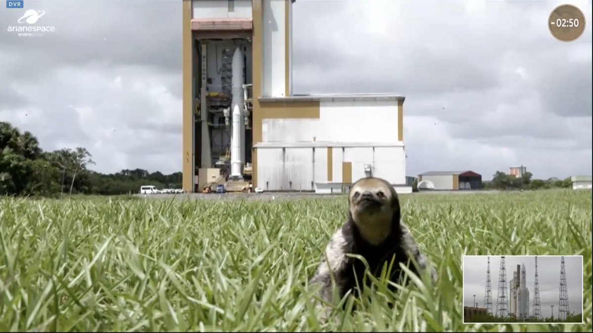Featured image for Sloth steals the show at rocket launch.