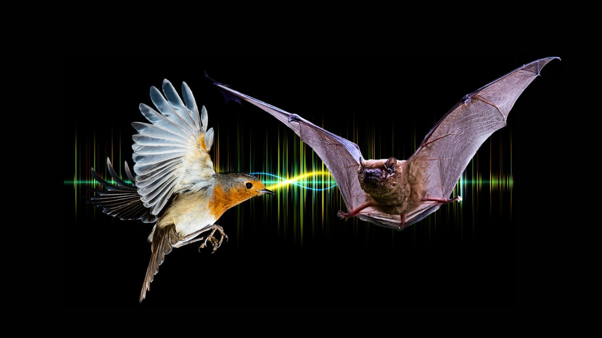 Featured image for Bats Hunt and Eat Birds Midair: New Evidence