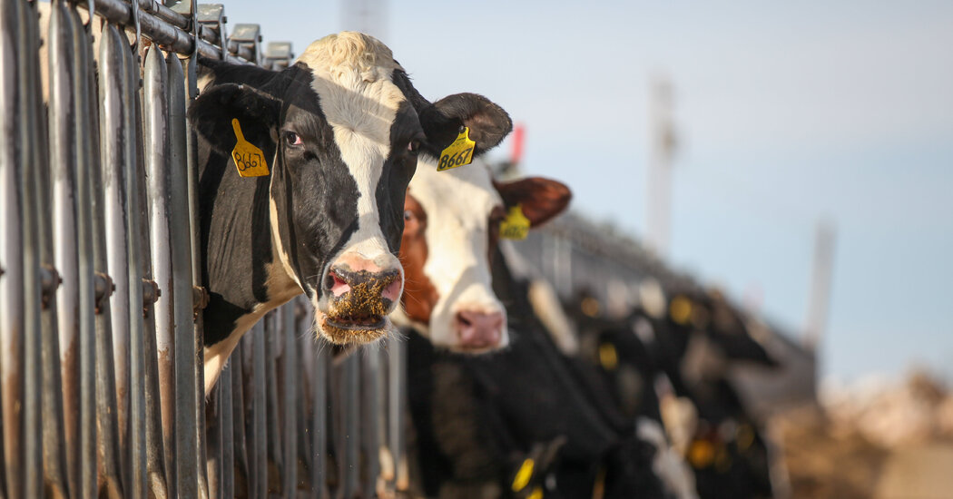Highly Pathogenic Avian Influenza Confirmed in Texas Dairy Cows