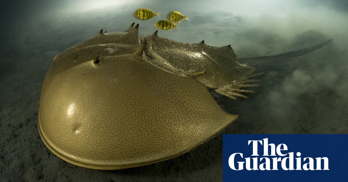 Captivating Images: Winners of the 2023 Wildlife Photographer of the Year Awards