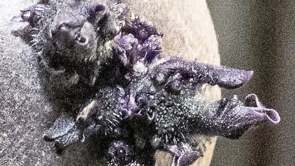 Spudnik on the ISS: space garden potato steals the show