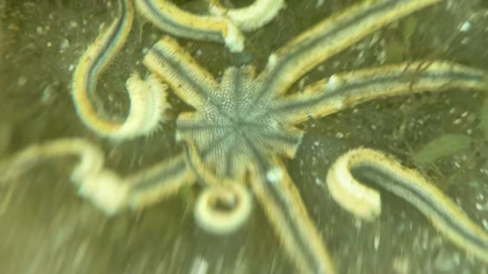 Featured image for Starfish Disease Spreads to Florida Coast, University Finds Killer in Lake Worth Lagoon