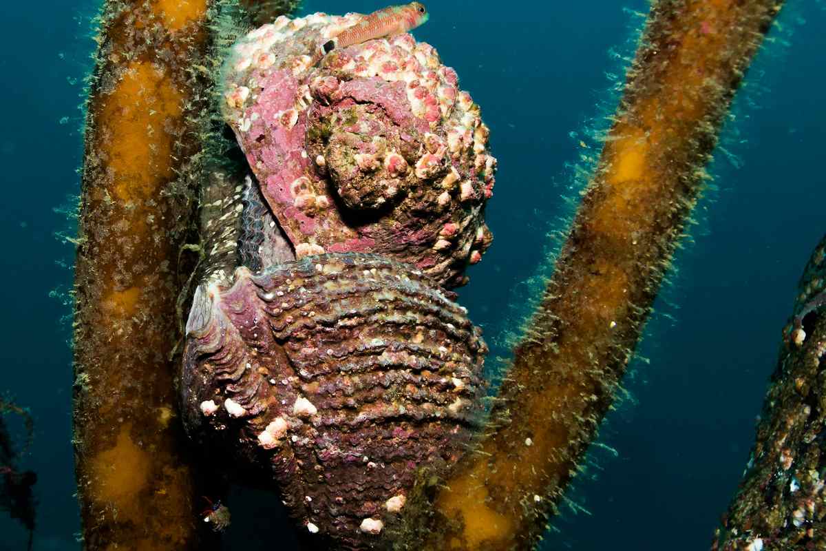 Featured image for "Mollusk of the Year: A Promising Cure for Cancer?"