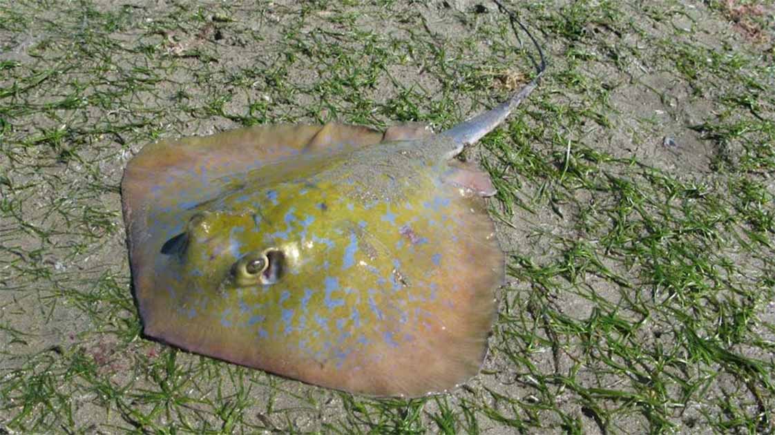 Featured image for "130,000-Year-Old Stingray Sand Sculpture: World's Oldest Animal Art?"