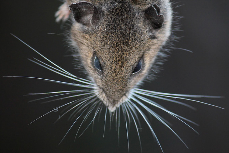 Mouse Whiskers: From Surprise to Admiration