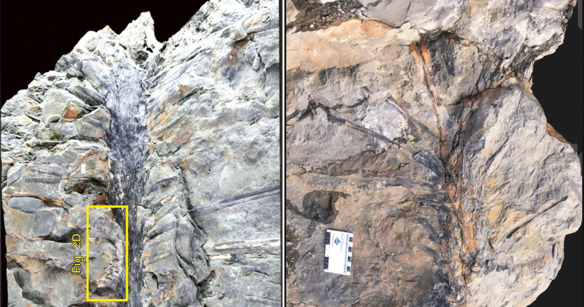Featured image for "Scientists Astounded by 350-Million-Year-Old 'Dr. Seuss' Tree Fossil"