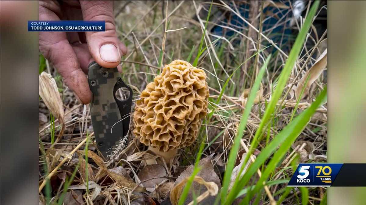 Featured image for "CDC Warns of Deadly Outbreak Linked to Morel Mushroom Consumption"