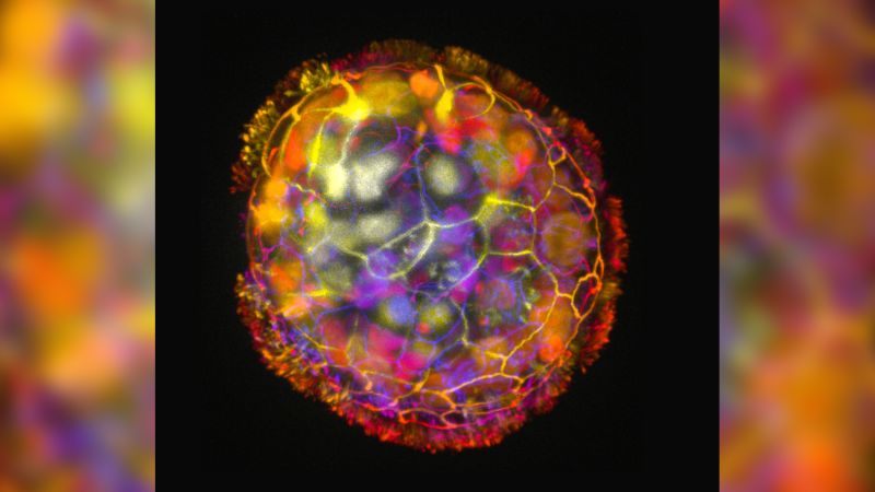Featured image for "Scientists Develop Living 'Anthrobots' from Human Cells for Tissue Repair and Alzheimer's Treatment"