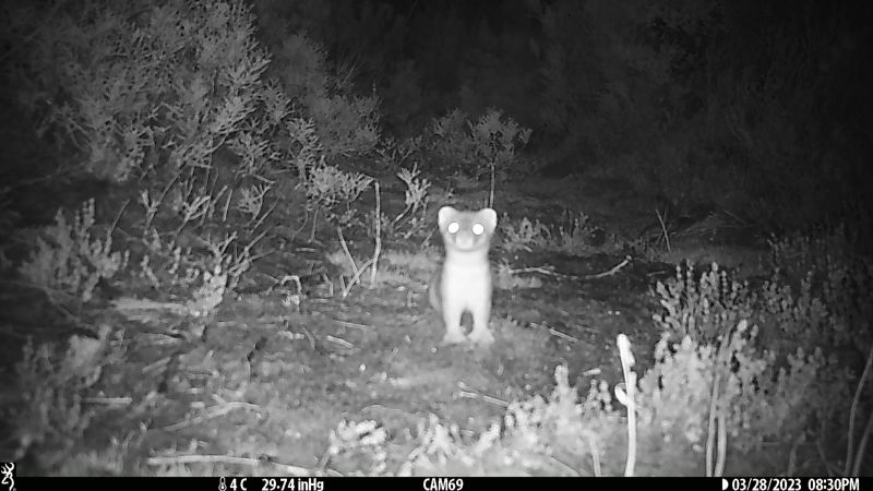 "Country Spends $500k to Eliminate Elusive Fiordland Stoat"