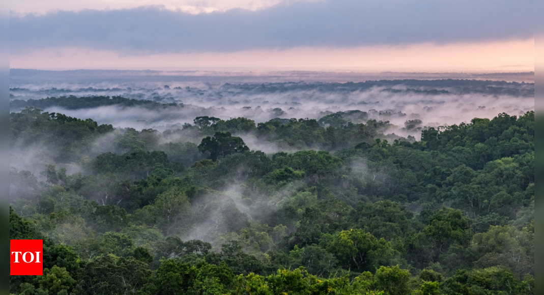 Featured image for "Nisar's Expertise Enhances Understanding of Forests and Wetlands: JPL"