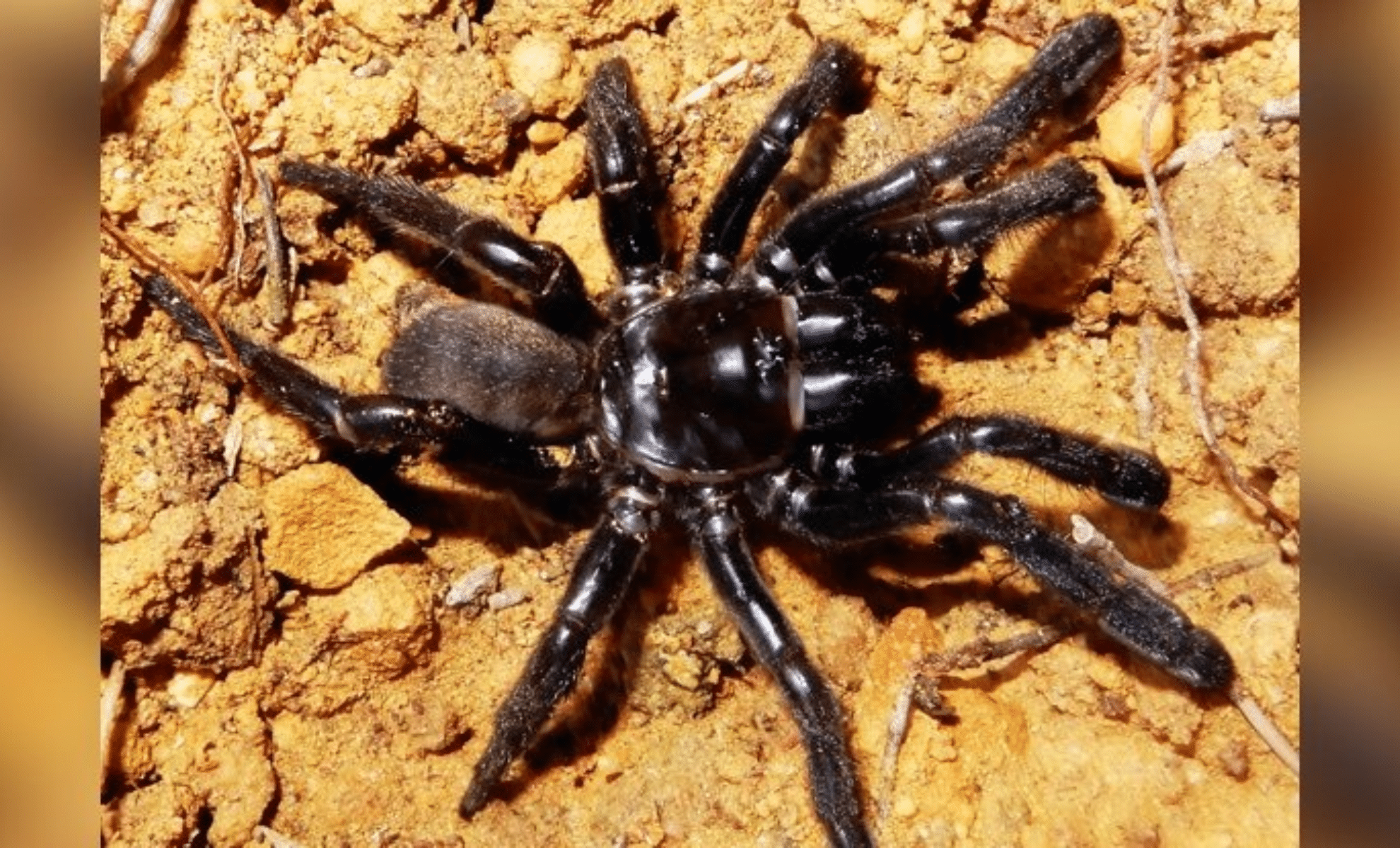 Featured image for Meet Number 16: The World's Oldest Spider Who Lived to 43