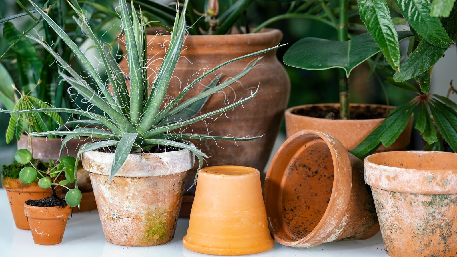 Featured image for Effortlessly Revive Potted Plants with WD-40 and Kitchen Staples