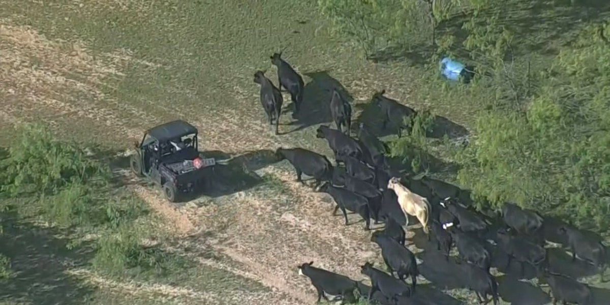 Fatal Bull Attack Claims Life of Texas Man.