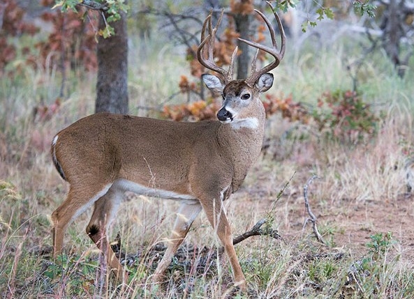 Featured image for "Indiana's First Case of Deadly 'Zombie Deer Disease' Confirmed by DNR"