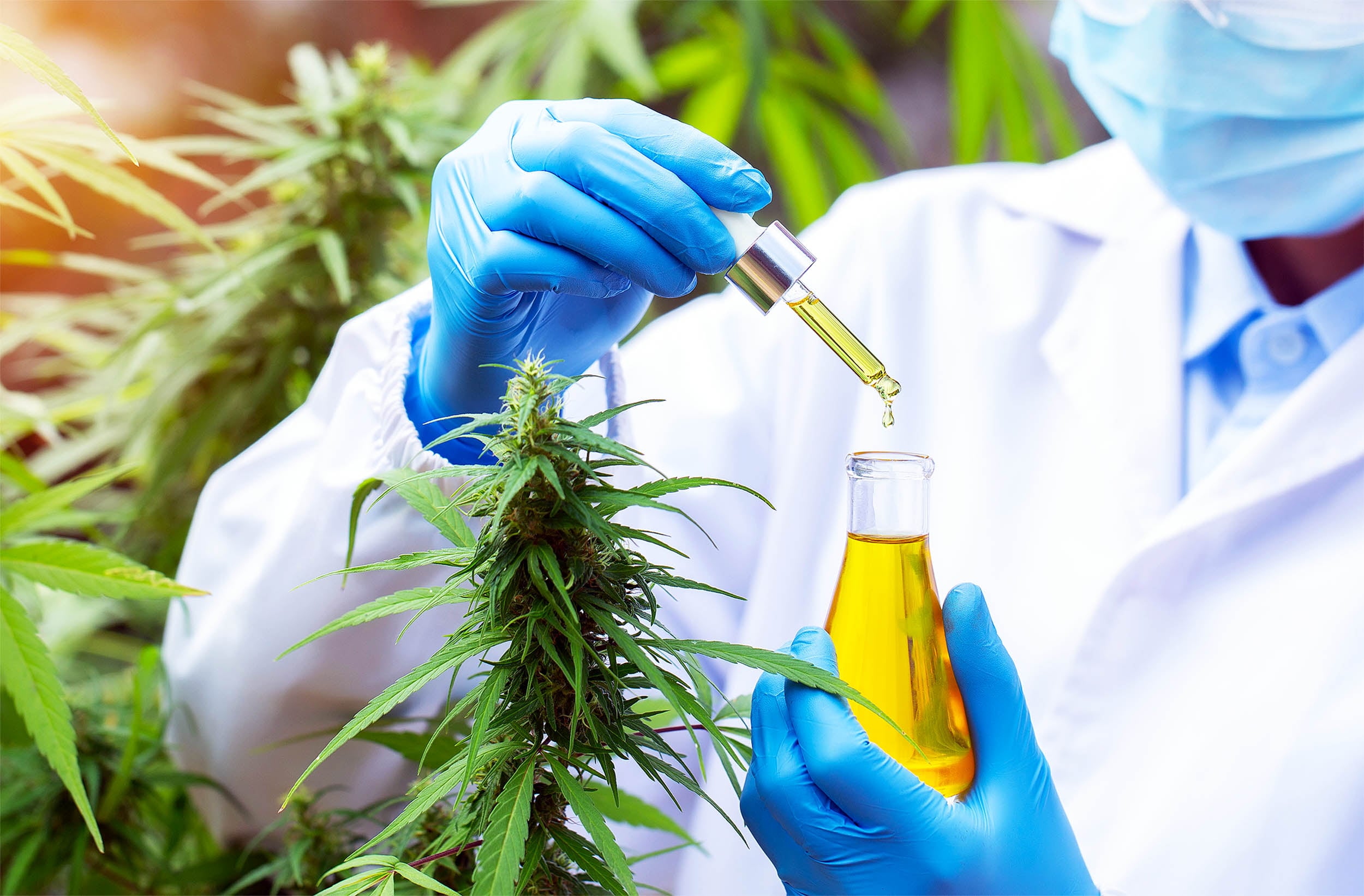 Featured image for Cannabis Extract Shows Promise in Eliminating Dangerous Wildlife