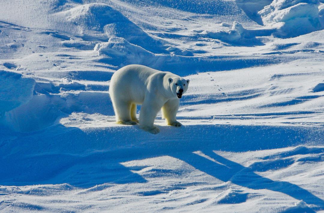 Featured image for "Polar Bear in Alaska Falls Victim to Global Spread of Lethal Bird Flu"