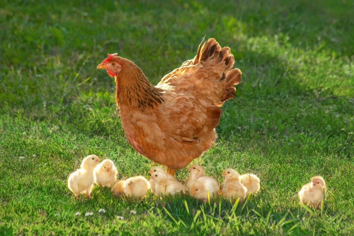 Golden Retriever Honey Learns to Guard Chickens, Not Chase Them