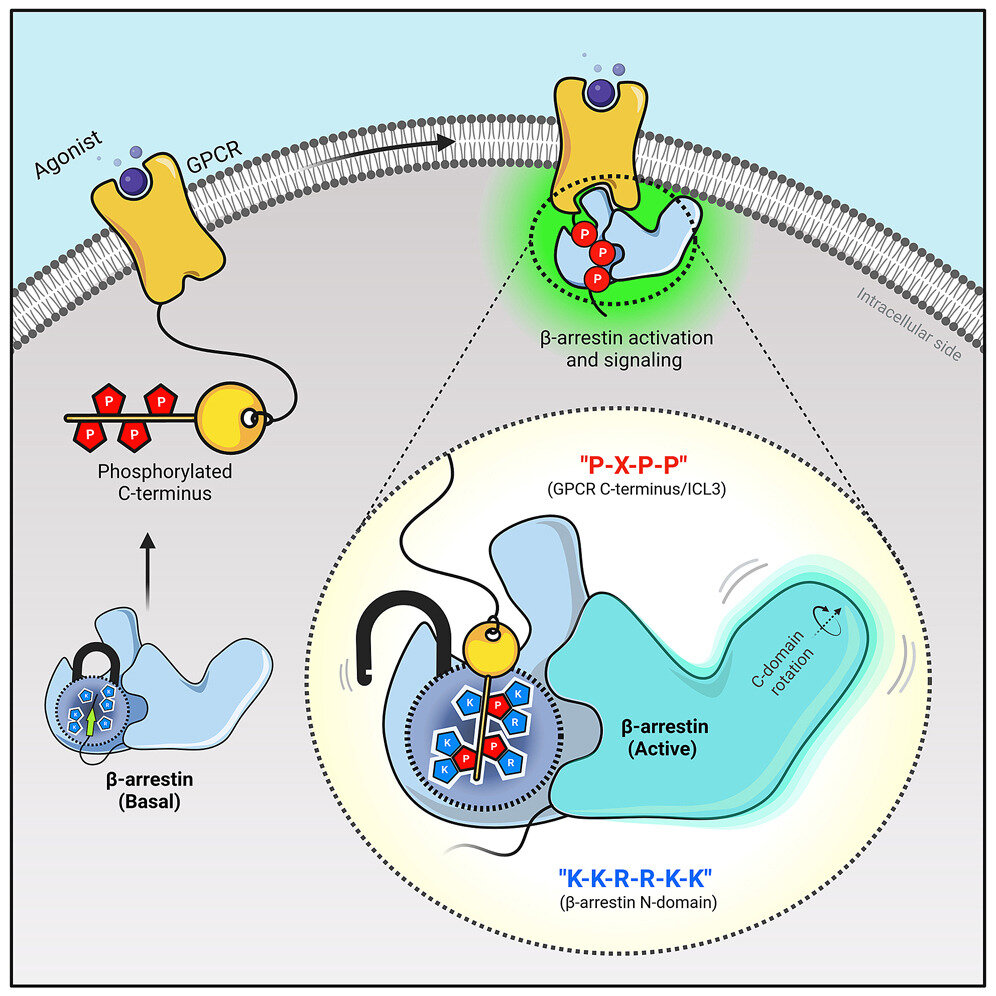 Featured image for Visualizing G Protein-Coupled Receptor Communication for Drug Discovery