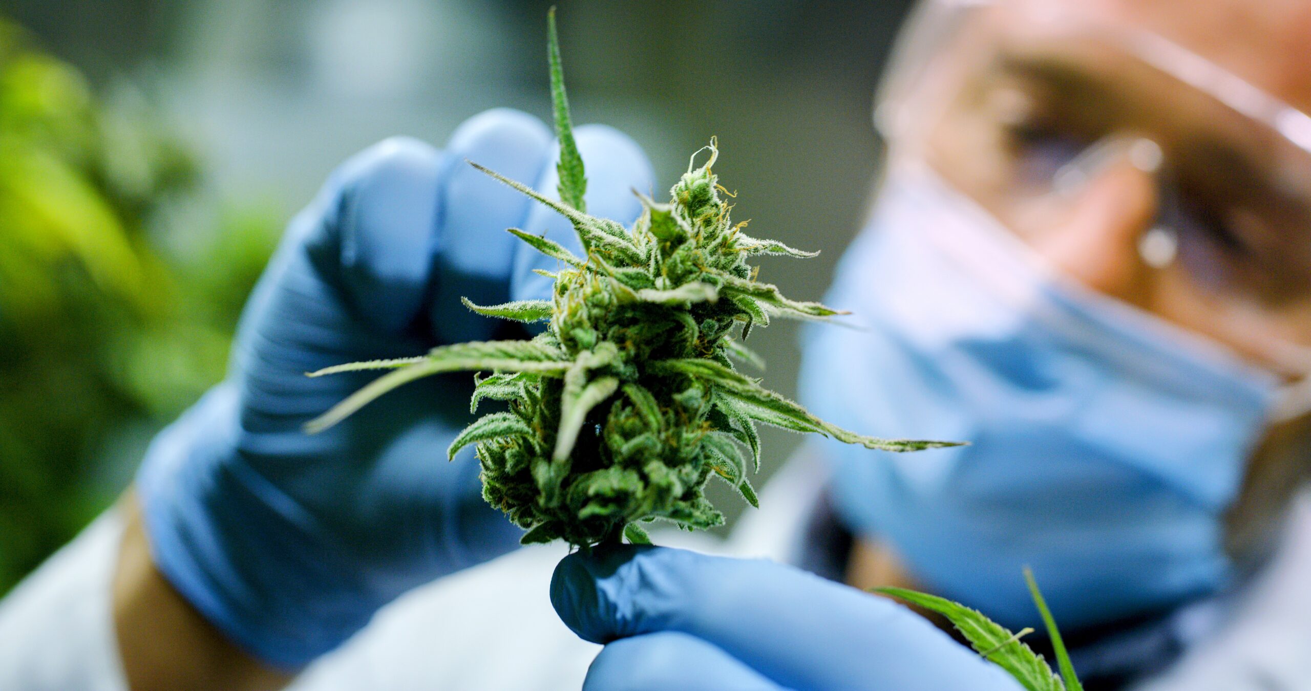 Featured image for The Long-Term Health Risks of Prenatal THC Exposure