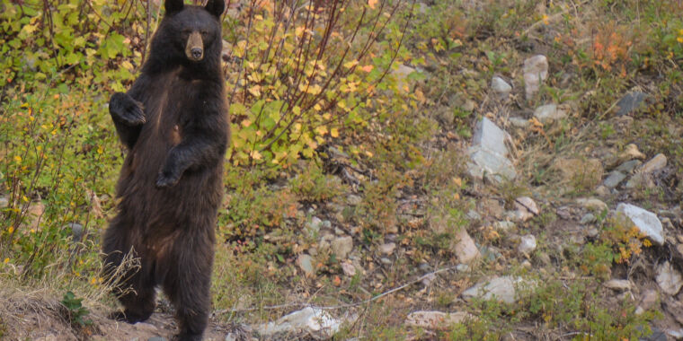 "Family Contracts Rare Brain Worms from Undercooked Bear Meat"