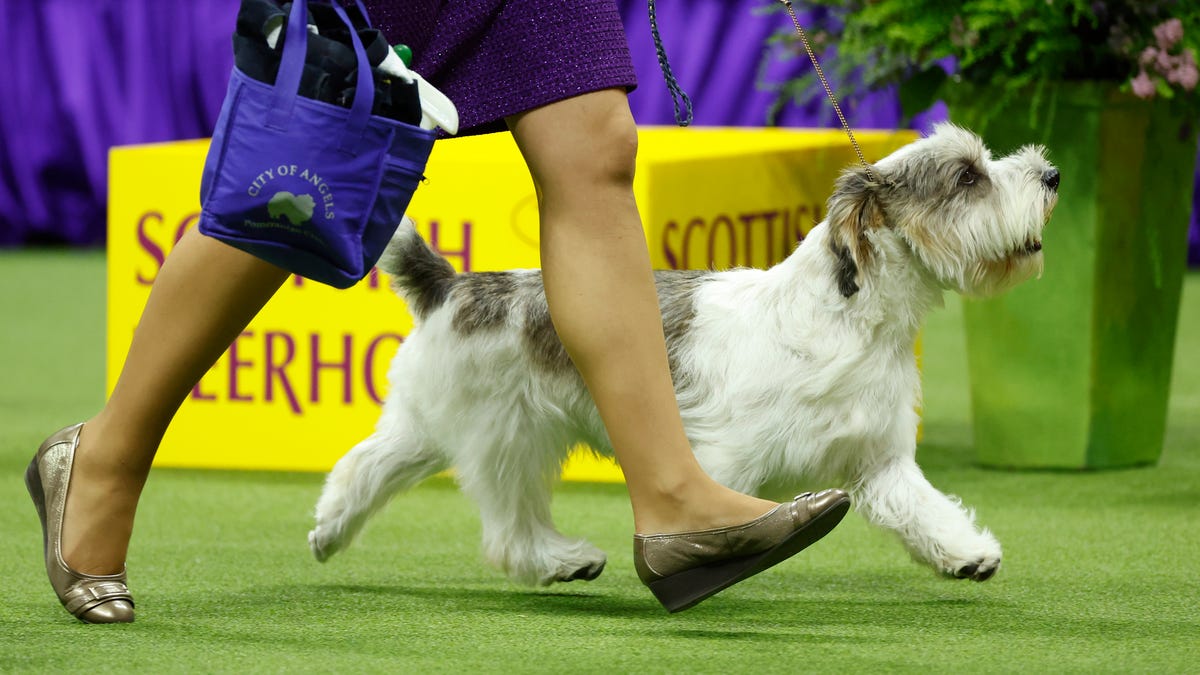 Featured image for Buddy Holly, the PBGV, Makes History with Westminster Best in Show Win