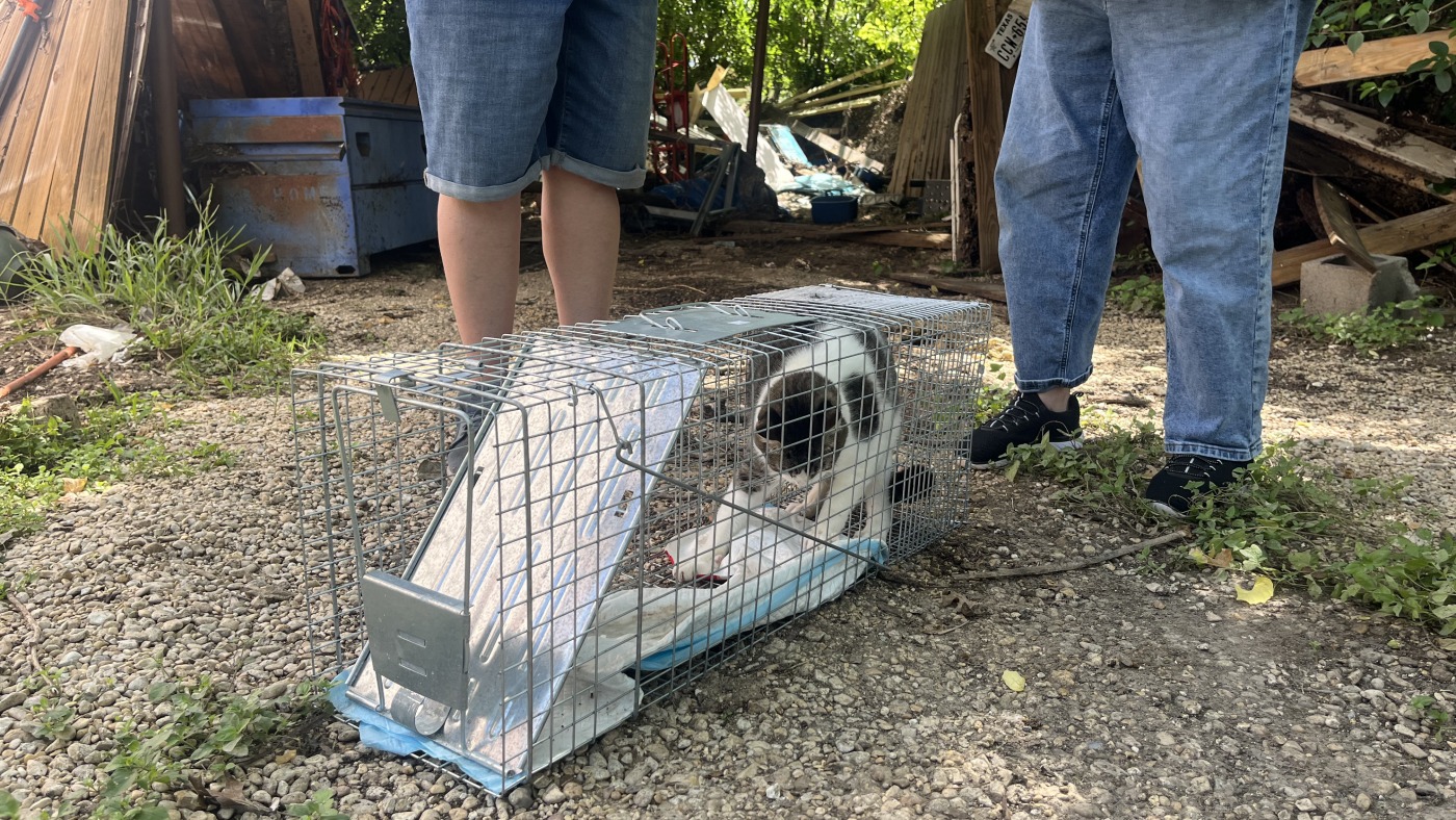 Texas Floods: Volunteers and Shelters Rescue and Reunite Displaced Pets